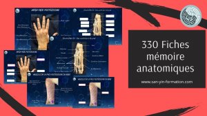 Illustration de Fiches MEMOIRE anatomiques en PDF