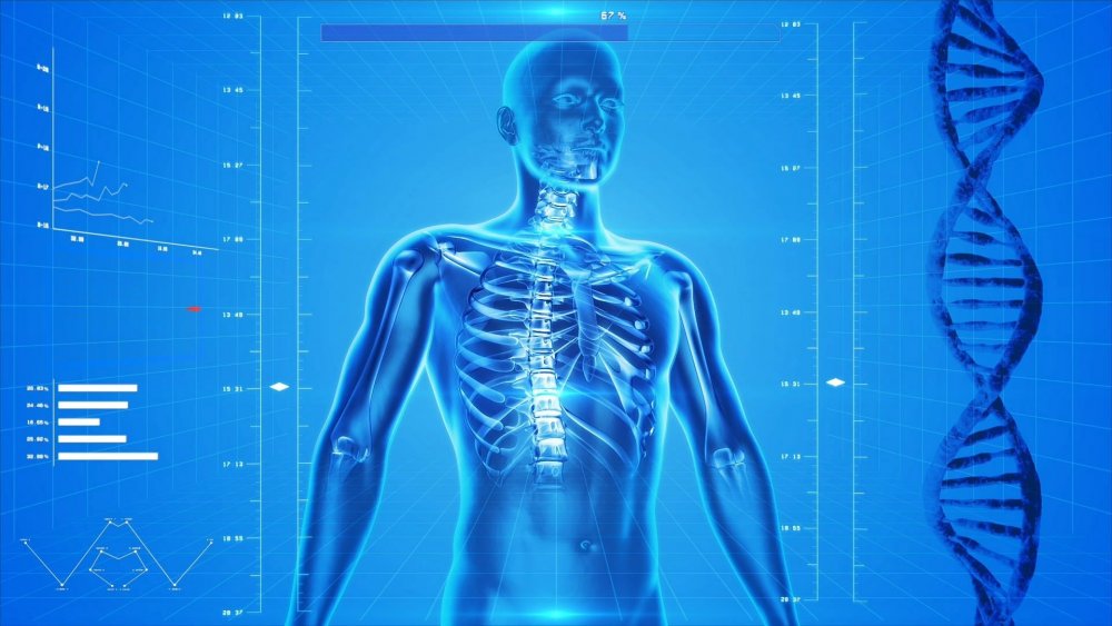 Squelette Anatomie Et Physiologie
