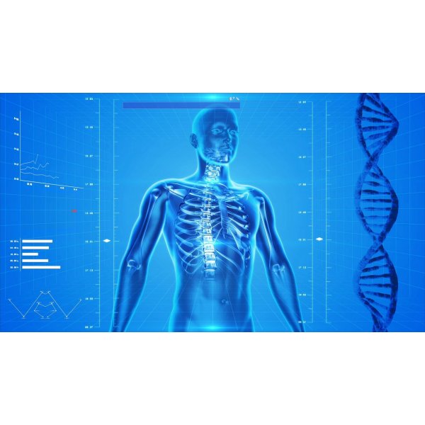 Cours en ligne d'anatomie