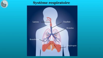 ANATOMIE PHYSIOLOGIE 39 1fa67