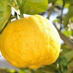 lemon 181650 1920