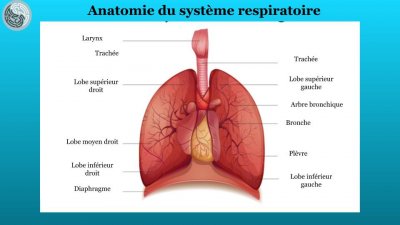 ANATOMIE PHYSIOLOGIE 40 1fa67