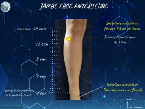 Podcast sur le point d'acupuncture 36 Estomac (karine Beaufils)